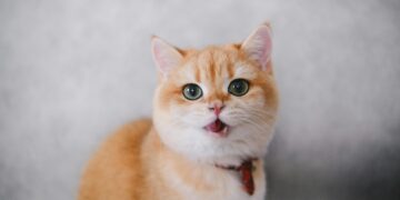 Top Trends in Cute Clothes for Kittens: What’s Hot This Season