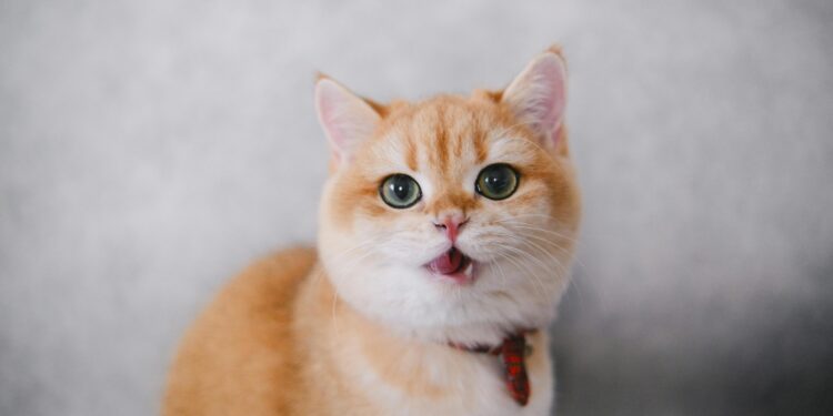 Top Trends in Cute Clothes for Kittens: What’s Hot This Season