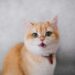 Top Trends in Cute Clothes for Kittens: What’s Hot This Season