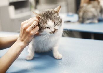 Unlocking the Secrets of Kitten Wellness Basics: A Complete Guide