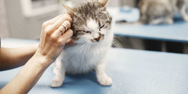 Unlocking the Secrets of Kitten Wellness Basics: A Complete Guide