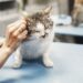 Unlocking the Secrets of Kitten Wellness Basics: A Complete Guide
