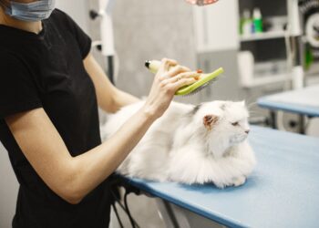 Unlocking the Secrets to Feline Health: Essential Long-Term Cat Wellness Tips
