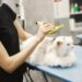 Unlocking the Secrets to Feline Health: Essential Long-Term Cat Wellness Tips