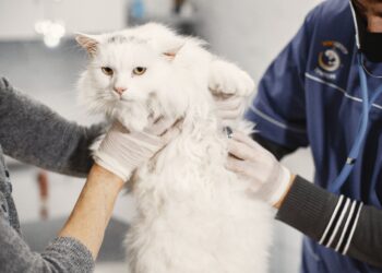 Unlocking Happiness: Tips for Mastering Cat Stress Wellness Care