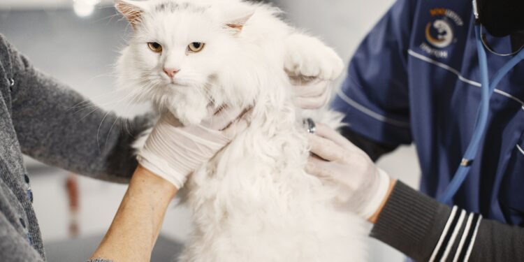 Unlocking Happiness: Tips for Mastering Cat Stress Wellness Care