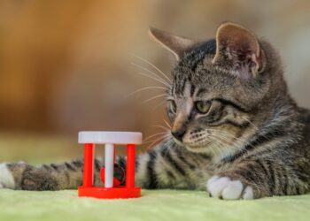Unlock Your Cat’s Potential with the Best Mental Stimulation Toys for Cats
