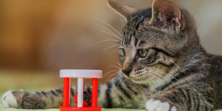 Unlock Your Cat’s Potential with the Best Mental Stimulation Toys for Cats