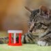 Unlock Your Cat’s Potential with the Best Mental Stimulation Toys for Cats