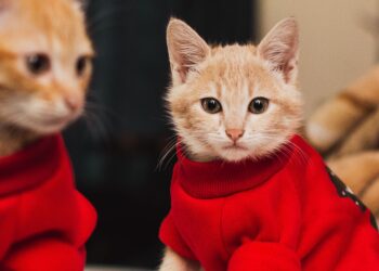 Styling Your Feline Friend: Best Cat Clothes for Indoor Cats