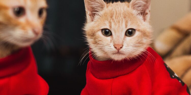 Styling Your Feline Friend: Best Cat Clothes for Indoor Cats