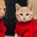 Styling Your Feline Friend: Best Cat Clothes for Indoor Cats