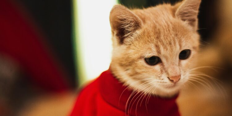 Stay Warm: The Best Cat Hoodies for Cold Weather Essentials