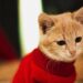 Stay Warm: The Best Cat Hoodies for Cold Weather Essentials