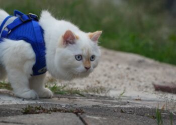 Unlocking Adventures: Finding the Best Cat Leash for Small Breeds