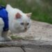 Unlocking Adventures: Finding the Best Cat Leash for Small Breeds