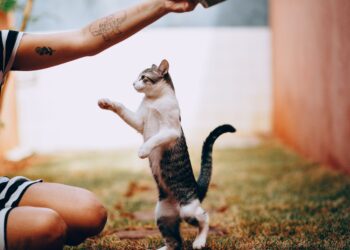 Discover Affordable Hypoallergenic Cat Breeds for Budget-Conscious Pet Lovers