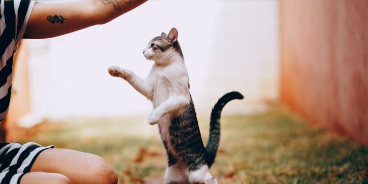 Discover Affordable Hypoallergenic Cat Breeds for Budget-Conscious Pet Lovers