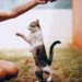 Discover Affordable Hypoallergenic Cat Breeds for Budget-Conscious Pet Lovers
