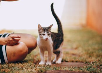 5 Hypoallergenic Cat Breeds Ideal for Small Homes: Find Your Allergy-Free Companion
