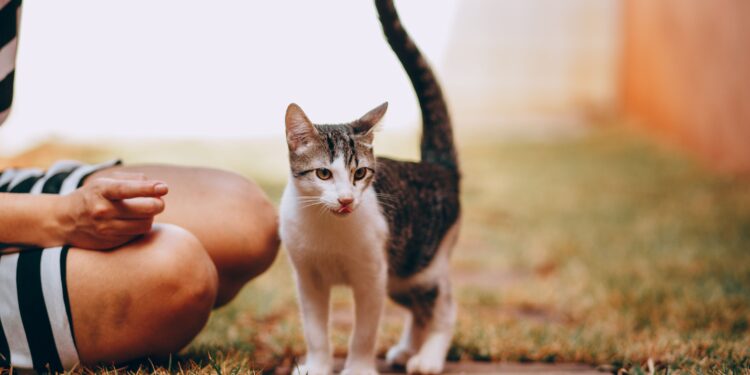 5 Hypoallergenic Cat Breeds Ideal for Small Homes: Find Your Allergy-Free Companion