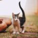 5 Hypoallergenic Cat Breeds Ideal for Small Homes: Find Your Allergy-Free Companion