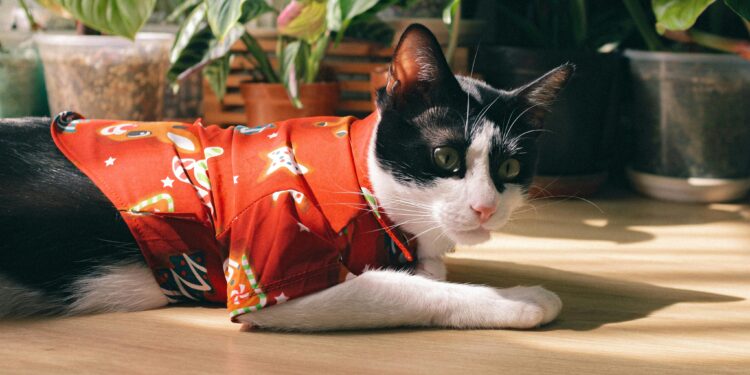 Keep Your Feline Friend Cozy: Top Picks for Warm Sweaters for Cats