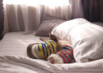 Discover the Best Clothes for House Cats: Comfort Meets Style