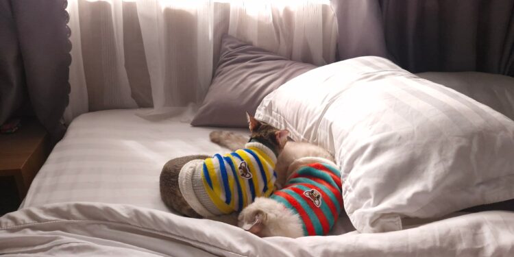 Discover the Best Clothes for House Cats: Comfort Meets Style