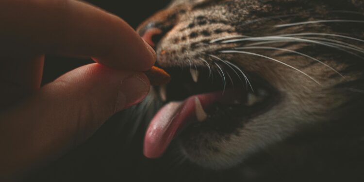 Unlocking the Secrets to the Best Dry Cat Food for Adults: What You Need to Know