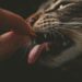Unlocking the Secrets to the Best Dry Cat Food for Adults: What You Need to Know