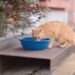 Boost Your Cat’s Health with These Essential Cat Hydration Wellness Tips