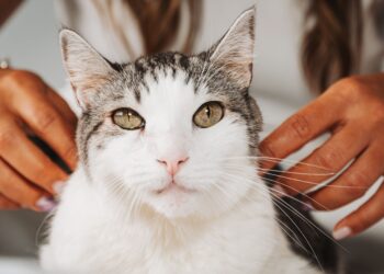 Unlocking the Secrets of Daily Cat Wellness Habits