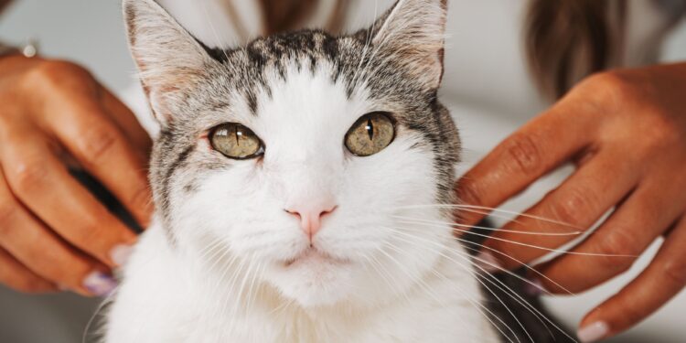 Unlocking the Secrets of Daily Cat Wellness Habits