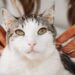 Unlocking the Secrets of Daily Cat Wellness Habits