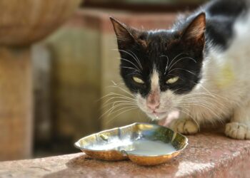 Homemade Cat Food Recipes Easy: Nutritional Benefits for Your Feline Friend
