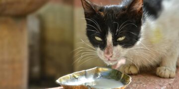 Homemade Cat Food Recipes Easy: Nutritional Benefits for Your Feline Friend