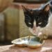 Homemade Cat Food Recipes Easy: Nutritional Benefits for Your Feline Friend