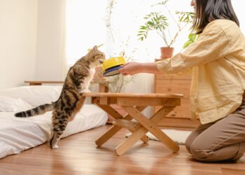 Discover the Joy of Small Hypoallergenic Kittens: Perfect Pets for Allergy Sufferers