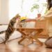 Discover the Joy of Small Hypoallergenic Kittens: Perfect Pets for Allergy Sufferers