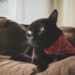 Keep Your Kitty Cozy: The Best Winter Clothes for Cats