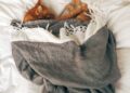 Top Trends in Small Cat Clothing Ideas for Stylish Pets