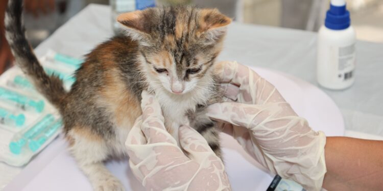 Mastering Your Cat’s Health: A Complete Guide to the Cat Wellness Exam Checklist