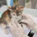 Mastering Your Cat’s Health: A Complete Guide to the Cat Wellness Exam Checklist