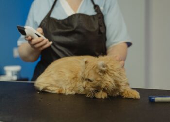 Unlocking the Secrets of Immune Boosting Tips for Cats: A Guide for Pet Owners
