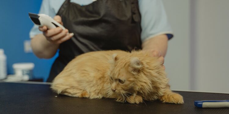 Unlocking the Secrets of Immune Boosting Tips for Cats: A Guide for Pet Owners