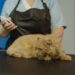 Unlocking the Secrets of Immune Boosting Tips for Cats: A Guide for Pet Owners