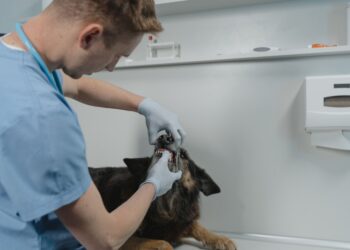 Unlocking the Secrets to Cat Dental Wellness: Essential Tips for a Healthy Mouth