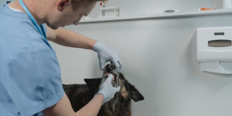 Unlocking the Secrets to Cat Dental Wellness: Essential Tips for a Healthy Mouth