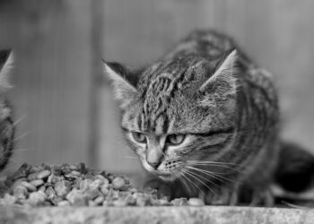 Understanding Cat Wellness Nutrition Basics: A Guide to Healthier Feline Diets